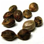 Семена марихуаны АК-47  (Seeds AK-47) в Монино